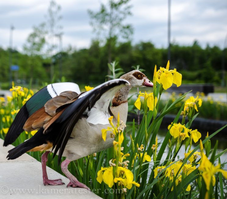 Kameratester Kamera tester kamera test nikon d5100 sigma 18-35 objektiv tier fotografie tierfotografie nilgans nilgänse