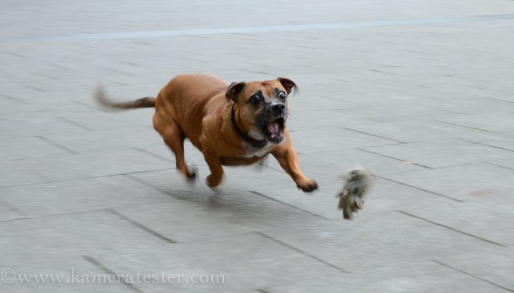 Kameratester Kamera tester kamera test nikon d5100 sigma 18-35 objektiv tierfotografie tier fotografie hund hundefotografie