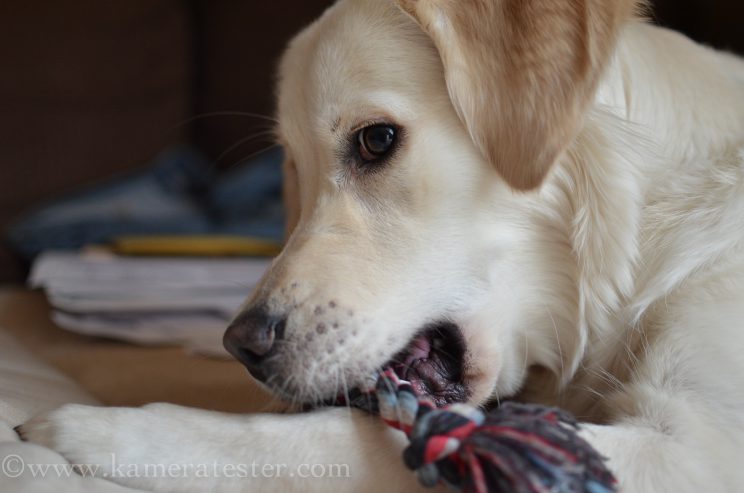 Kameratester Kamera tester kamera test nikon d5100 sigma 18-35 objektiv tierfotografie tier fotografie hund hundefotografie unschärfe tiefenschärfe schärfentiefe fokus fokuspunkt