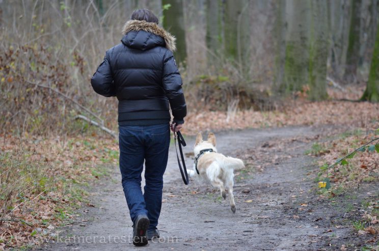 Kameratester Kamera tester kamera test nikon d5100 sigma 105mm makro objektiv tierfotografie tier fotografie hund hundefotografie