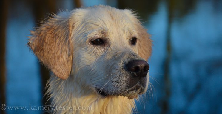 kameratester hund tier fotografie tierfotografie