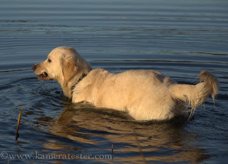 kameratester hund tier fotografie tierfotografie