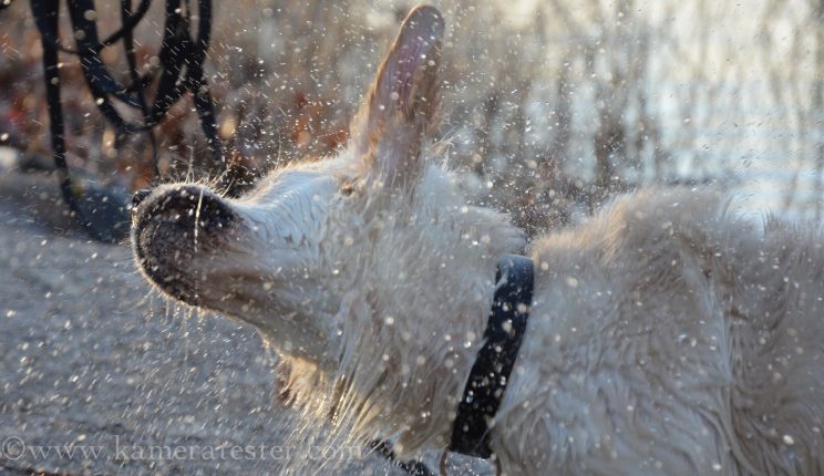 kameratester hund tier fotografie tierfotografie