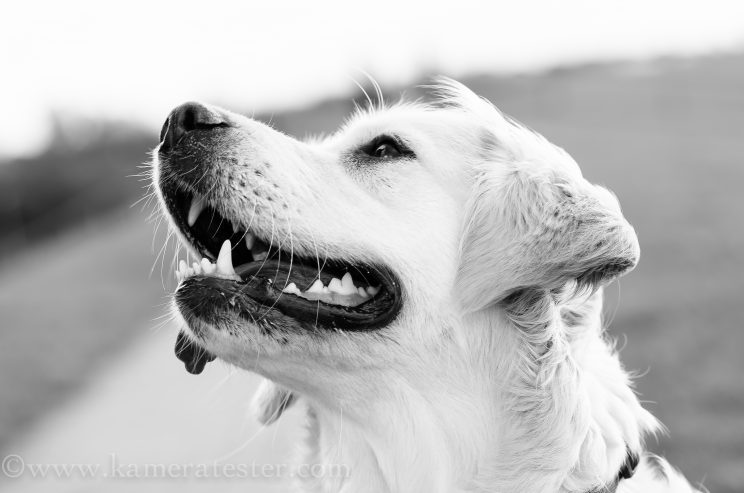 kameratester hund tier fotografie tierfotografie