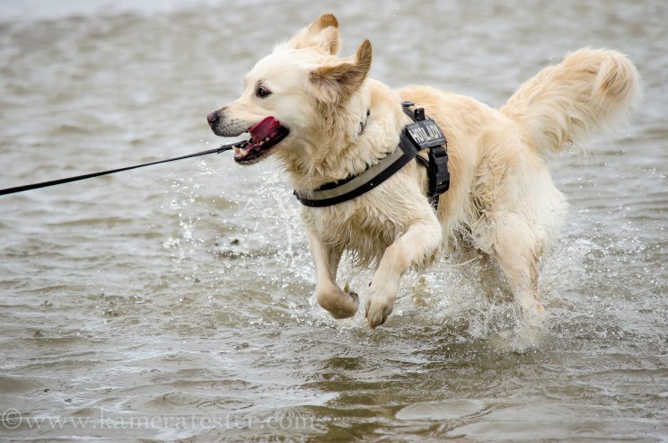 kameratester hund tier fotografie tierfotografie