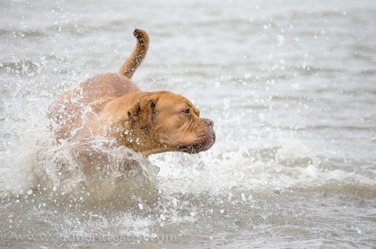 kameratester hund tier fotografie tierfotografie