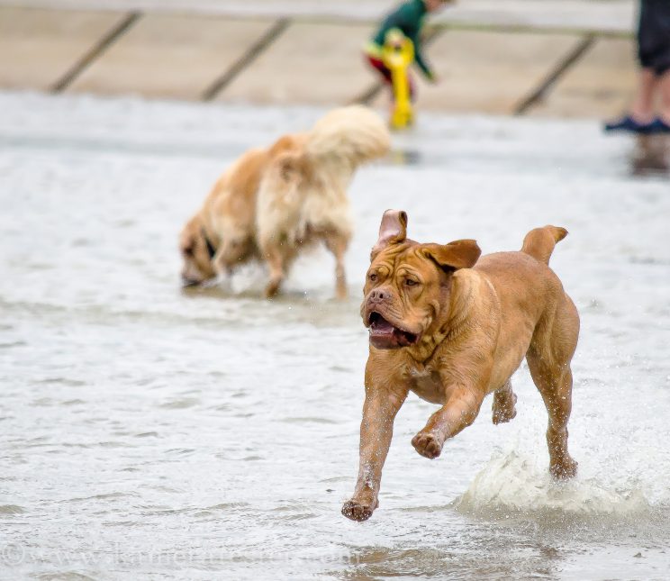 kameratester hund tier fotografie tierfotografie