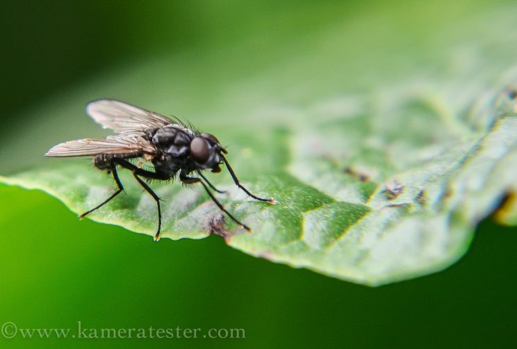 Kameratester Kamera Tester Natur Naturfotografie Makro Fotografie Makrofotografie Nikon 18-105mm Objektiv Kitobjektiv Fliege