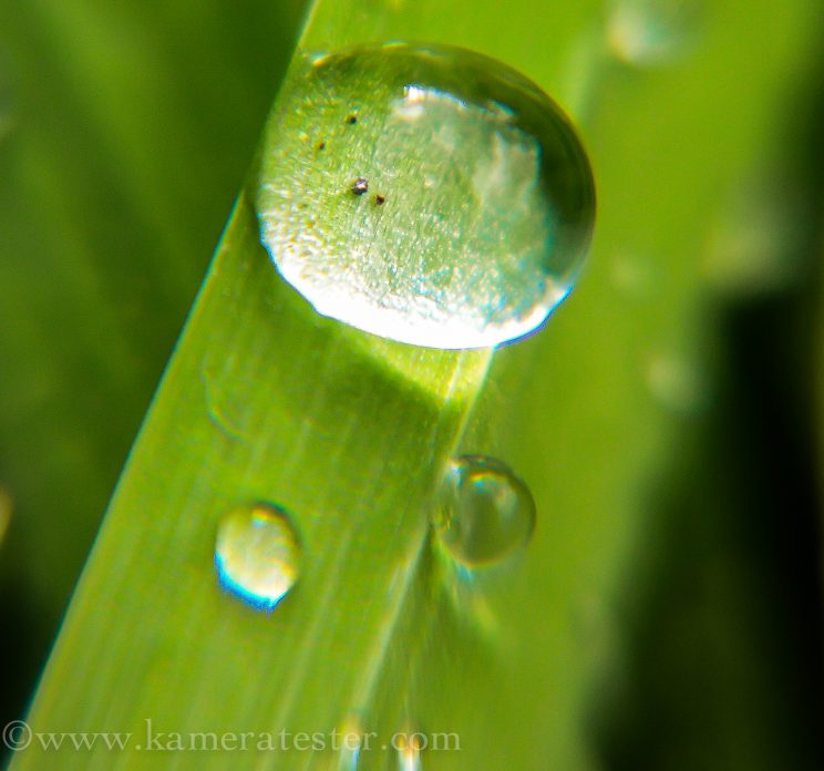 Kameratester Kamera Tester Natur Naturfotografie Makro Fotografie Makrofotografie Nikon 18-105mm Objektiv Kitobjektiv Wassertropfen