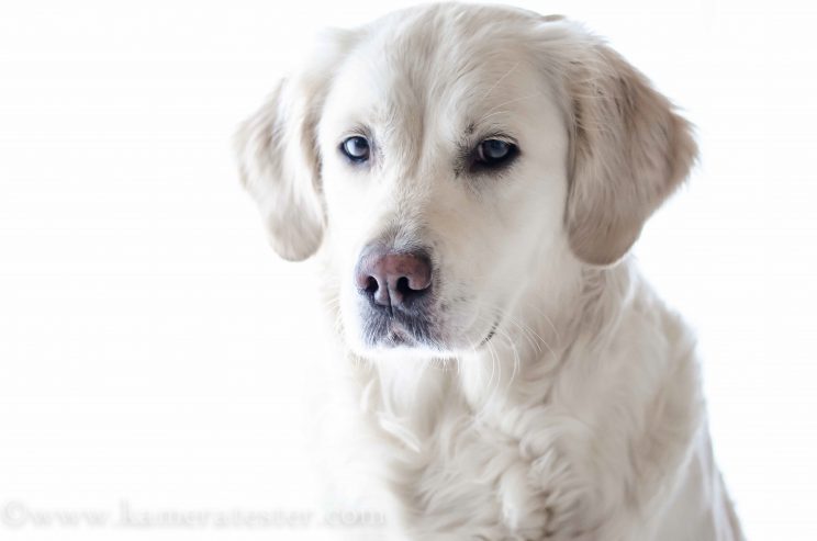 Kameratester Kamera tester kamera test nikon d5100 sigma 105mm makro objektiv tierfotografie tier fotografie hund hundefotografie